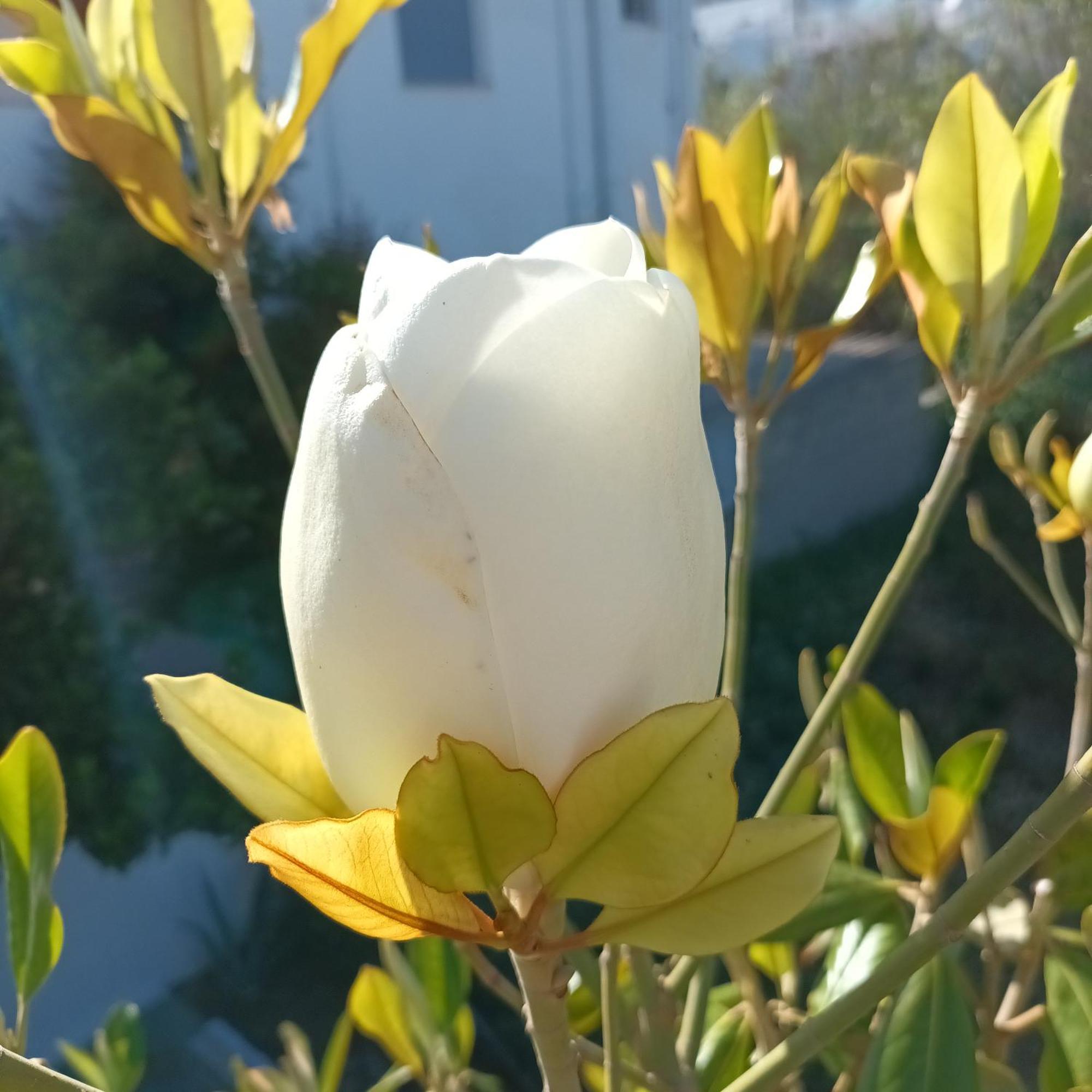 Апартаменты Magnolia Senses Кинион Номер фото